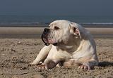 BOULEDOGUE AMERICAIN 155